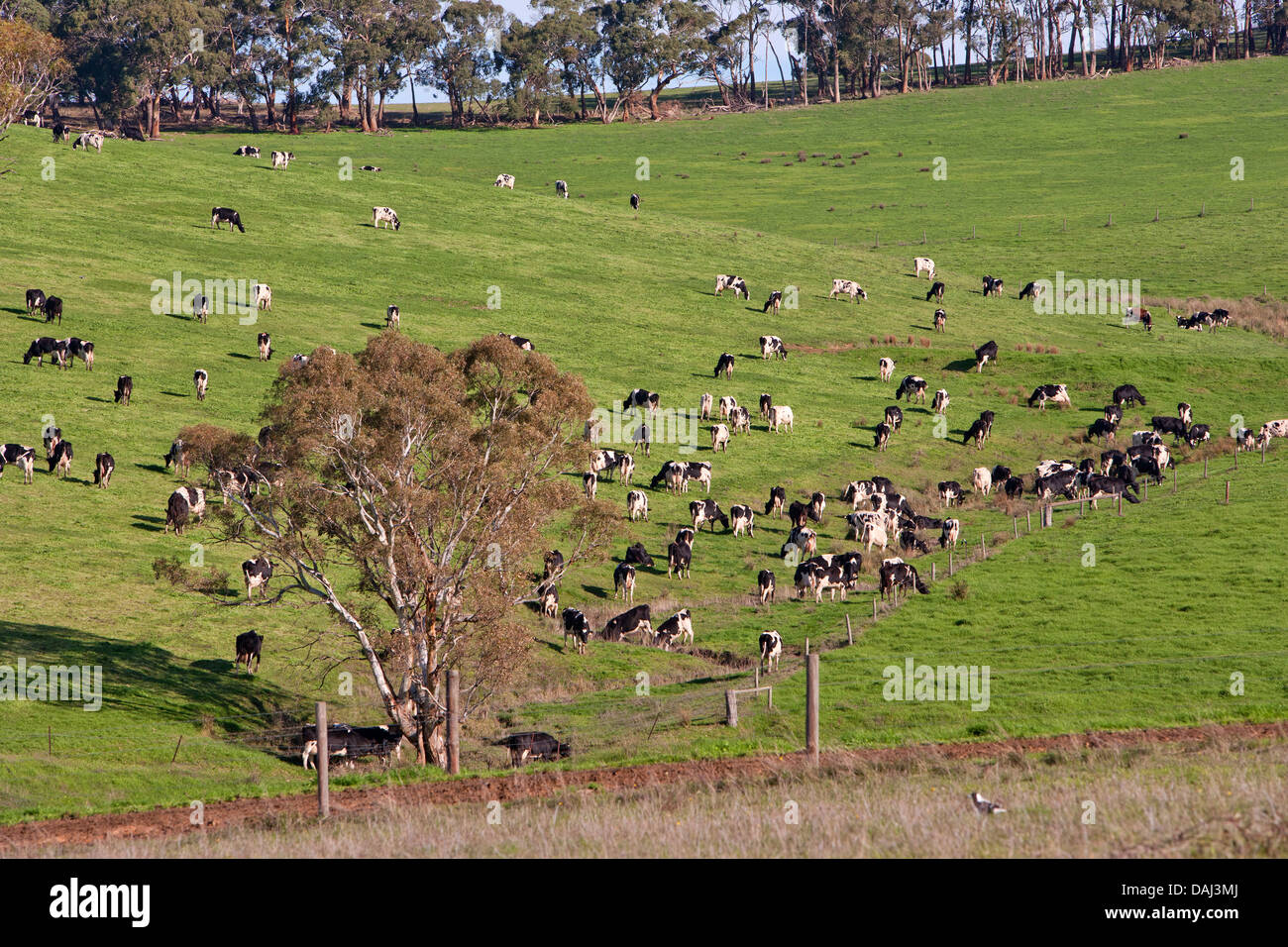 Bäume ländlich geprägtes Land Kühe Herde Milchviehbetrieb Landwirtschaft Landwirtschaft landwirtschaftliche Fleurieu Peninsula Elster South Australia Australia Stockfoto