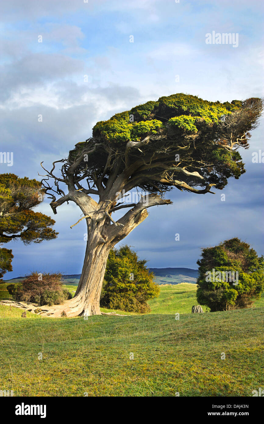 Wind fegte Baum auf der Südinsel von Neuseeland Stockfoto