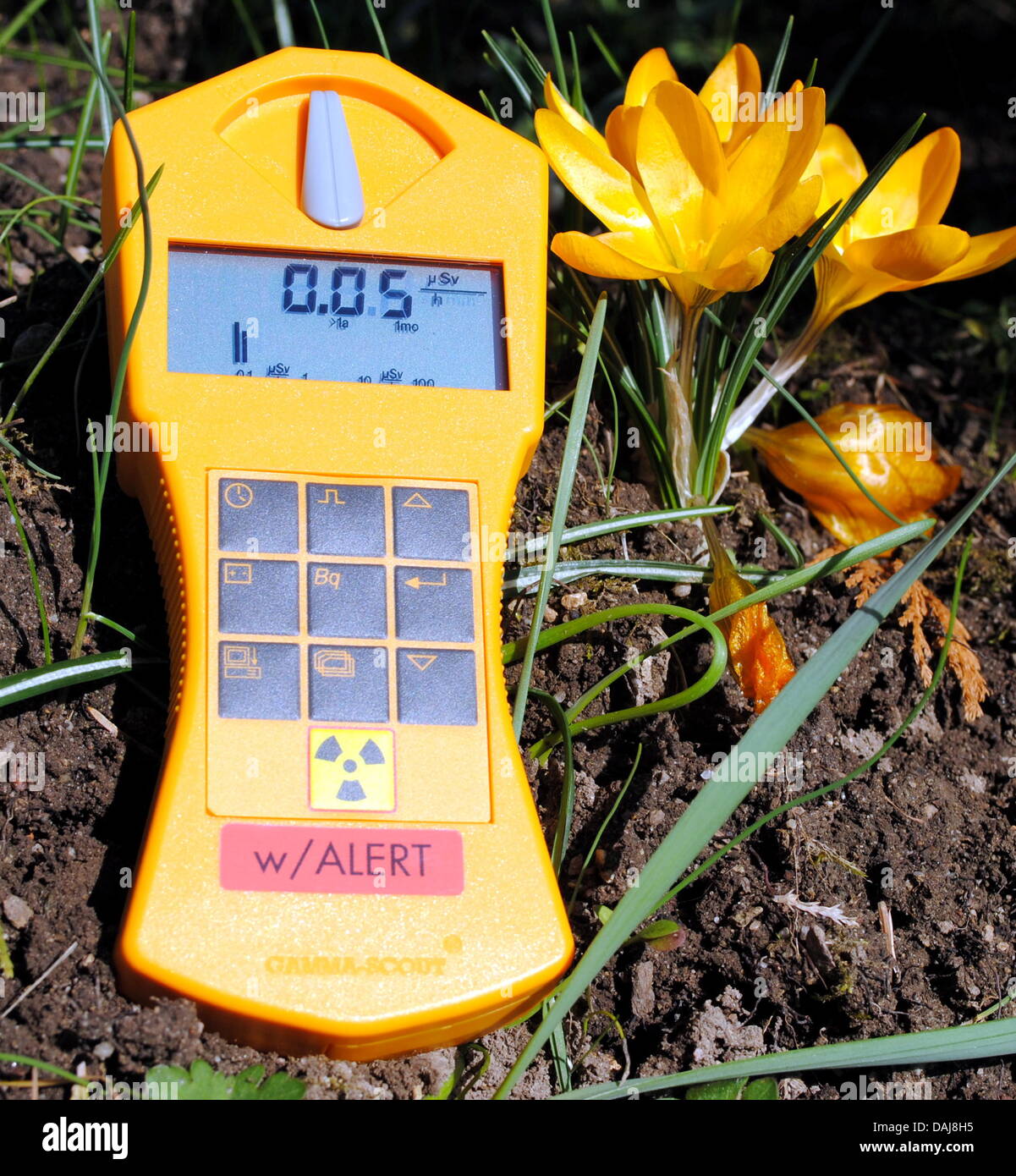 Das Bild zeigt einen Geigerzähler des deutschen Familienunternehmens  Gamma-Scout neben eine Blume in Schriesheim, Deutschland am 20. März 2011.  Für den letzten elf Jahren fertigt das Unternehmen Gamma-Scout  handbetriebene Geigerzähler für den