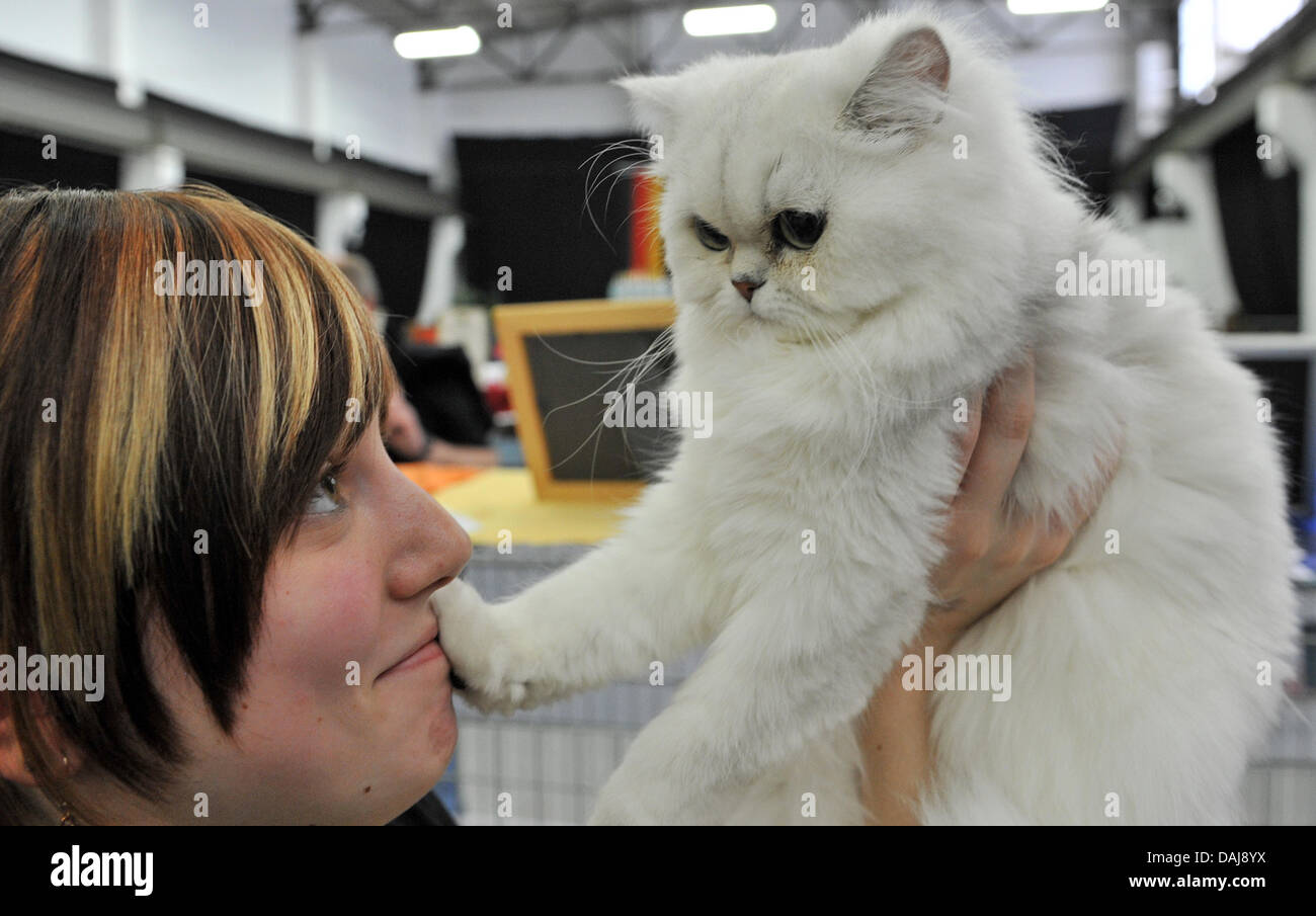 Eine Perserkatze, abgebildet auf 1. sächsischen Katze-Messe "SaxCat" in Chemnitz, Deutschland, 26. März 2011. Insgesamt 250 Aussteller präsentiert elf Zuchten auf "SaxCat" bis zum 27. März. Foto: Hendrik Schmidt Stockfoto