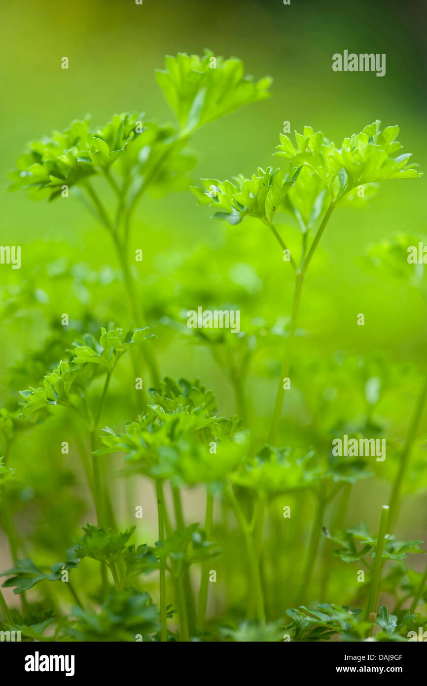 Garten-Petersilie (Petroselinum Crispum), in einem Garten Stockfoto