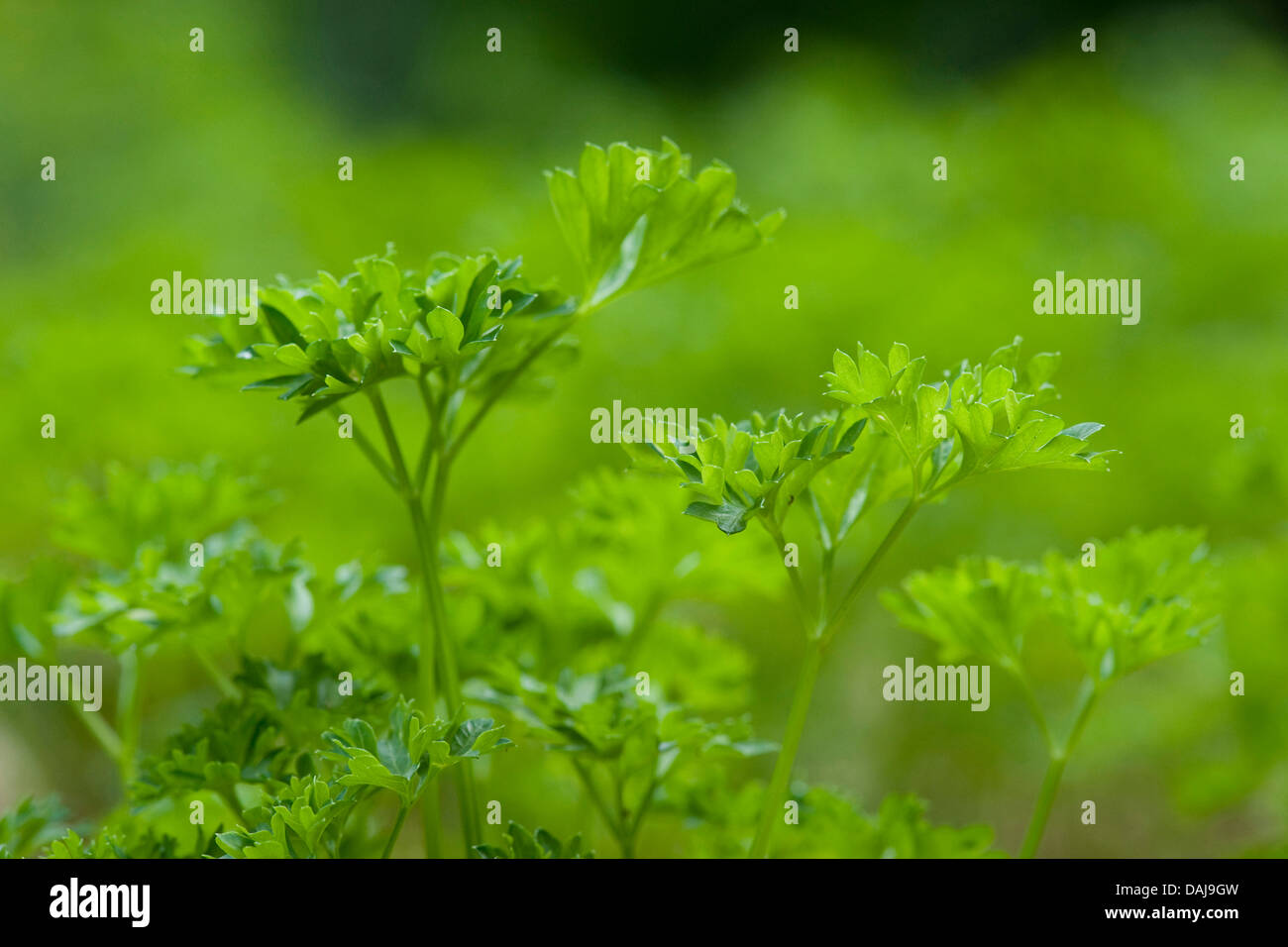 Garten-Petersilie (Petroselinum Crispum), in einem Garten Stockfoto