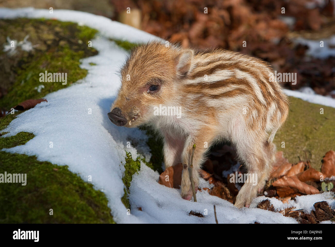 Wildschwein, Schwein, Wildschwein (Sus Scrofa), Shote im Schnee, Deutschland Stockfoto