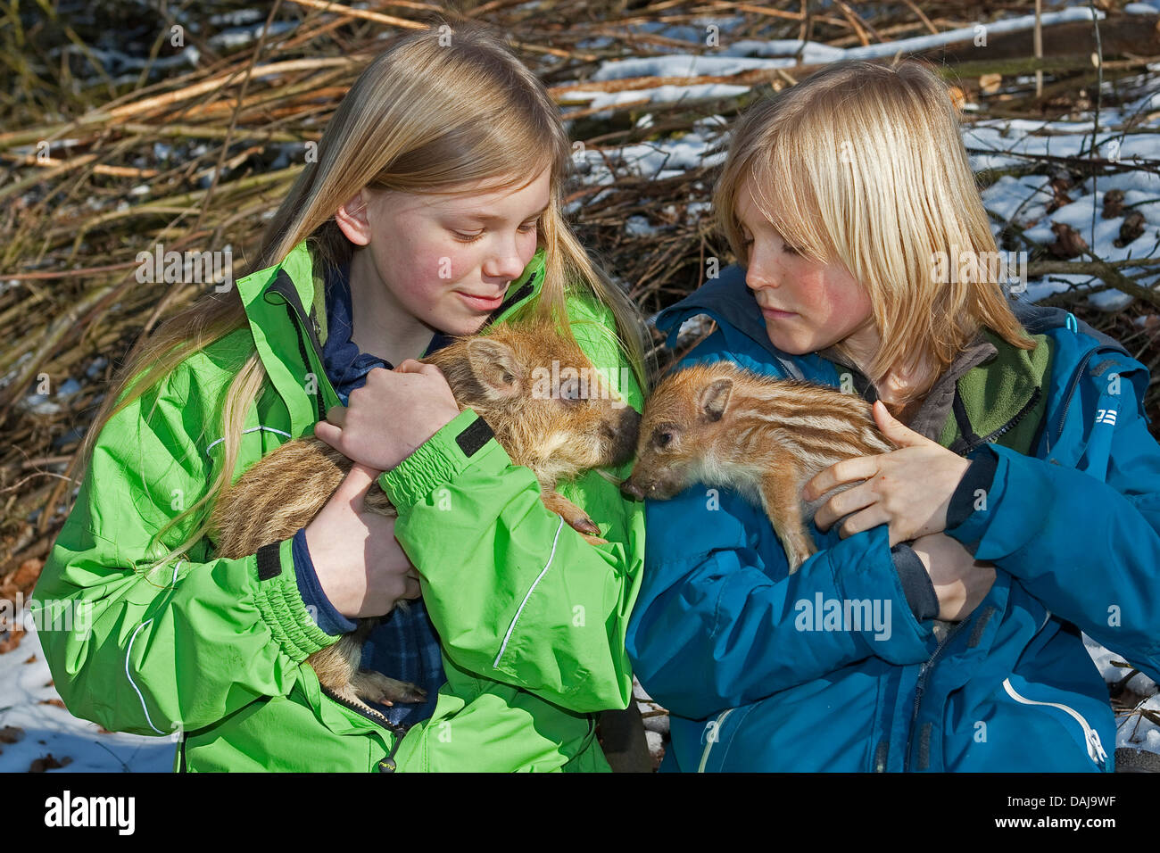 Wildschwein, Schwein, Wildschwein (Sus Scrofa), einer der beiden Geschwister halten eine Shote am Arm, Deutschland Stockfoto