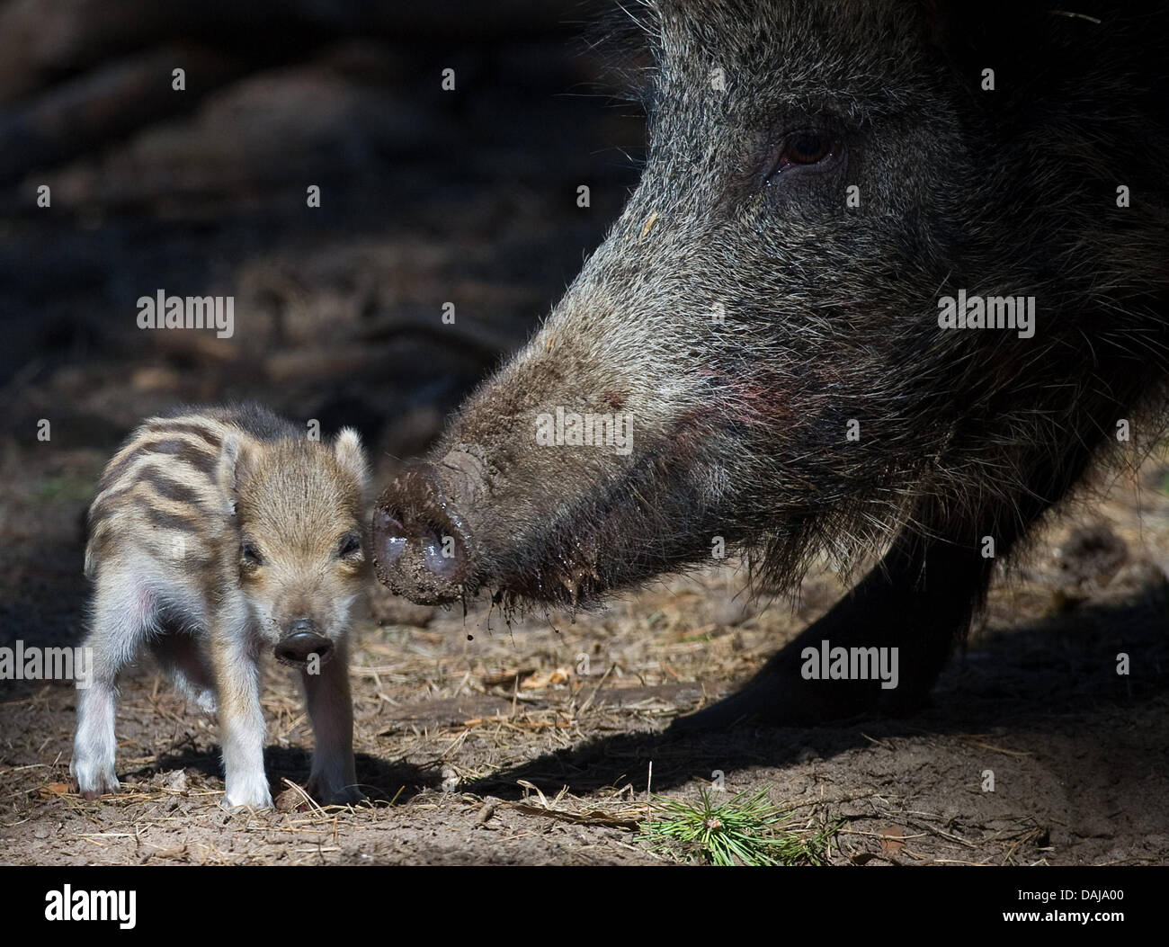 Ein junges Schwein der Tage Alter im Wildpark in Klaistow, Deutschland, 28. März 2011 steht. Zwei wilde Sauen gebar einige 15 junge Wildschweine. Foto: Patrick Pleul Stockfoto