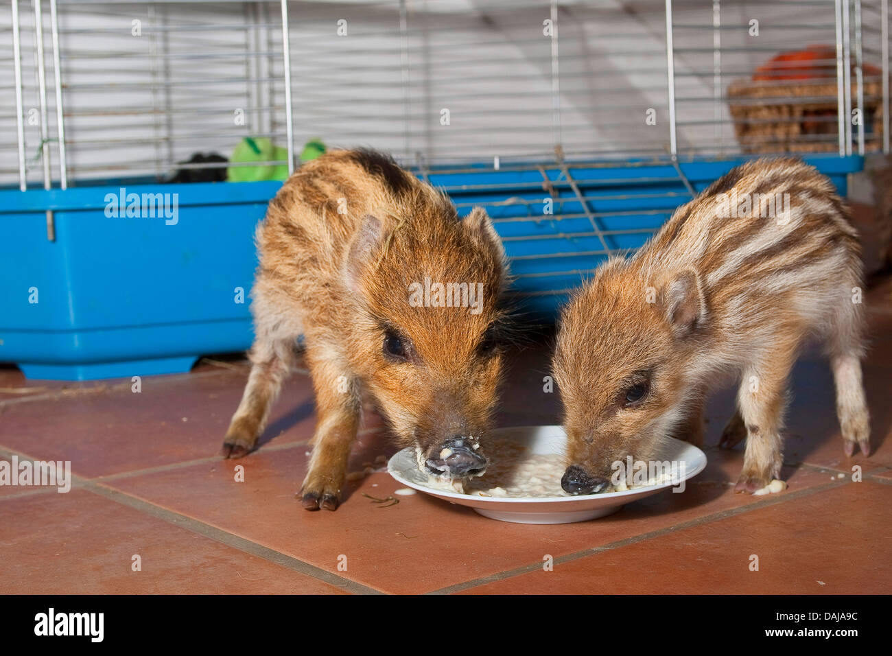 Wildschwein, Schwein, Wildschwein (Sus Scrofa), zwei sanfte Jungtiere Fütterung in Milch aufgeweicht Paksimadia von einer Platte, Deutschland Stockfoto