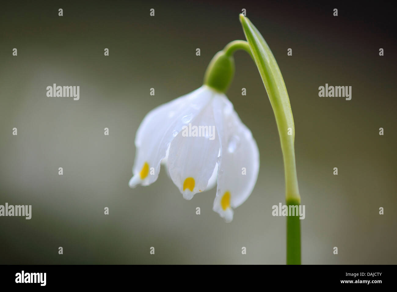 Frühling Schneeflocke (Leucojum Vernum), einzelne Blume, Schweiz Stockfoto