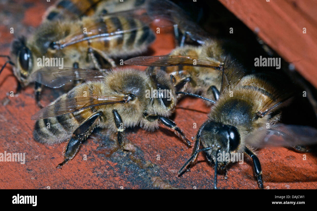 Honigbienen betreten und verlassen der Bienenstock Stockfoto