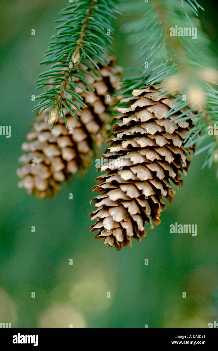 Norwegen Fichte (Picea Abies), Reife Zapfen auf einem Ast, Deutschland Stockfoto