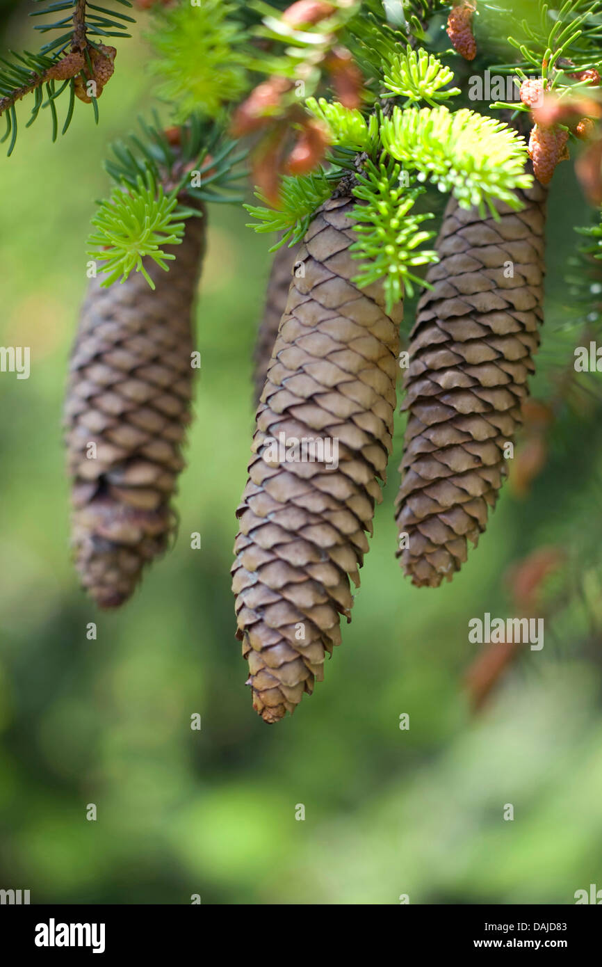 Norwegen Fichte (Picea Abies), Reife Zapfen auf einem Ast, Deutschland Stockfoto