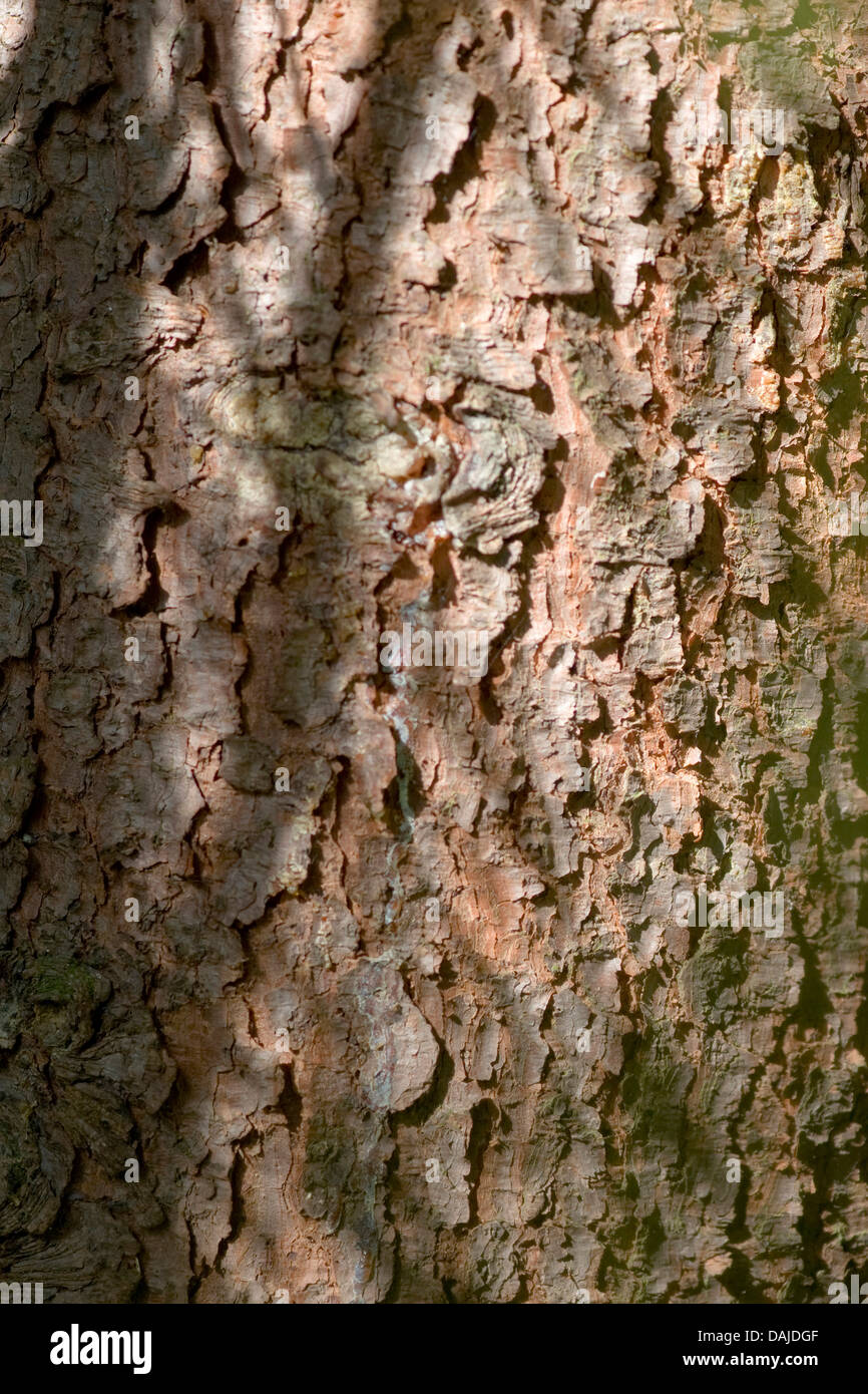 Serbische Fichte (Picea Omorika), Rinde Stockfoto