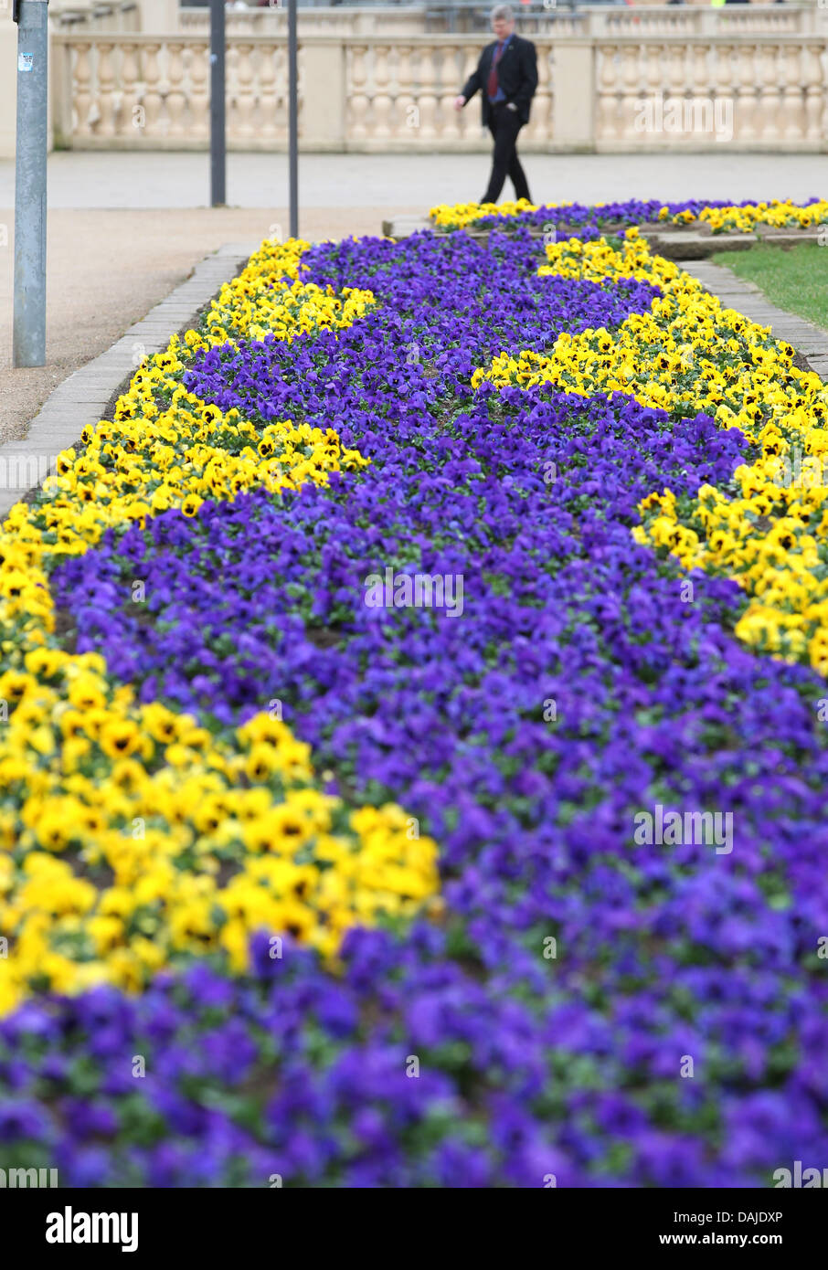 Gelbe und blaue Stiefmütterchen abdecken des Stadtzentrums in Schwerin, Deutschland, 6. April 2011. Frühlingsblumen sind in voller Kraft, aber die Sonne ist noch eine lange Zeit kommen. Foto: Bernd Wuestneck Stockfoto