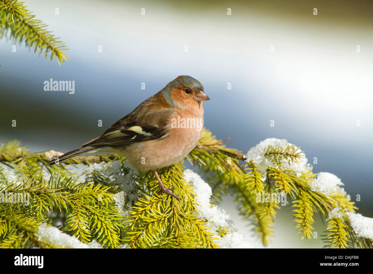 Buchfinken (Fringilla Coelebs), männliche sitzt auf einem Fichte Zweig, Deutschland Stockfoto