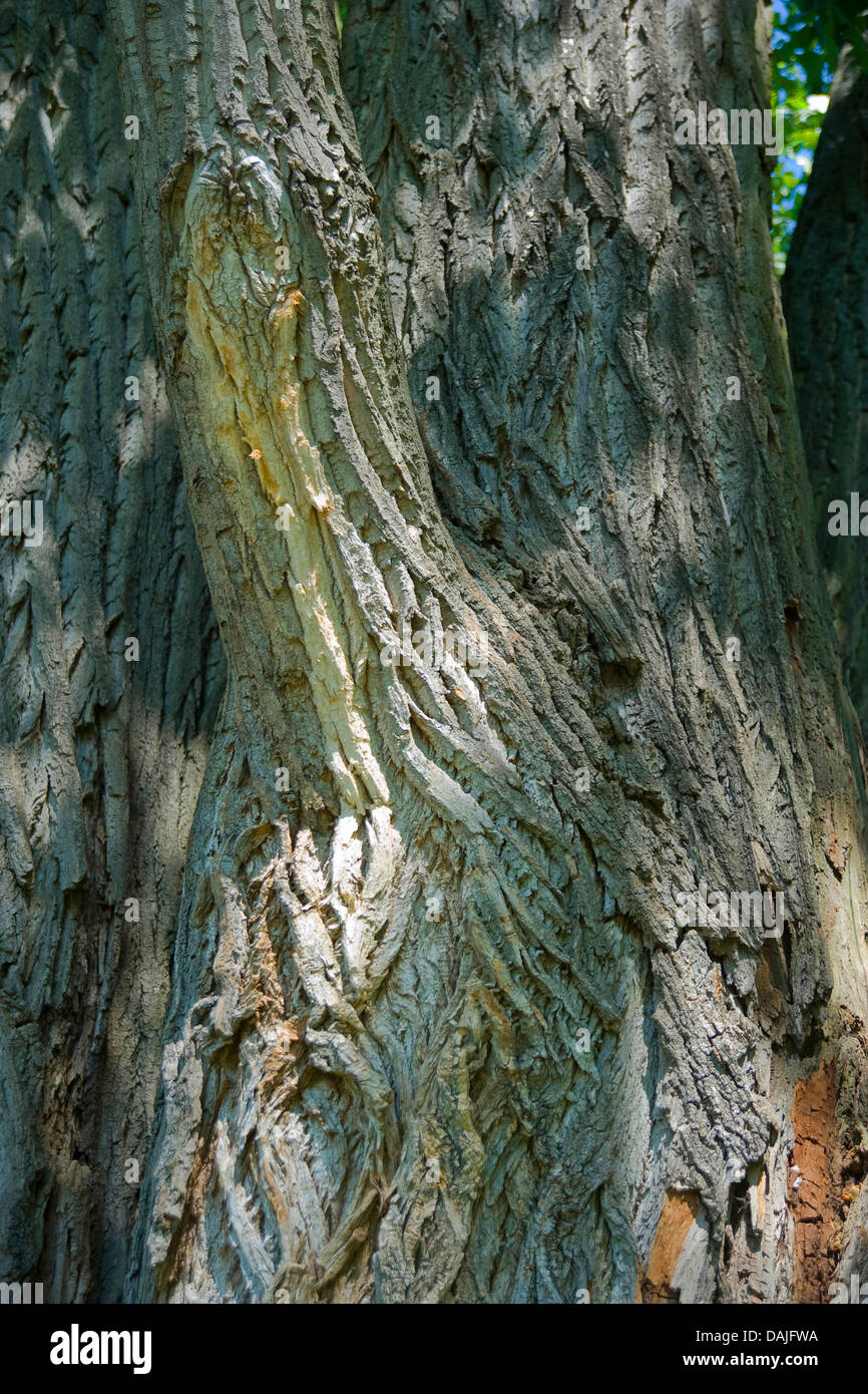 Schwarz-Pappel, Balsam von Gilead, Schwarz-Pappel (Populus Nigra), Rinde, Deutschland Stockfoto