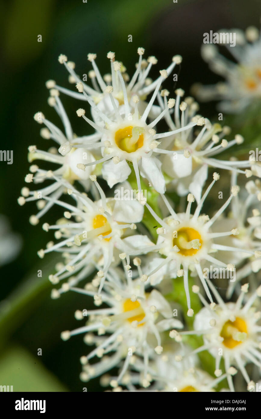 ligustrum sp Ligustrum – Sammy's Plant World main image 1