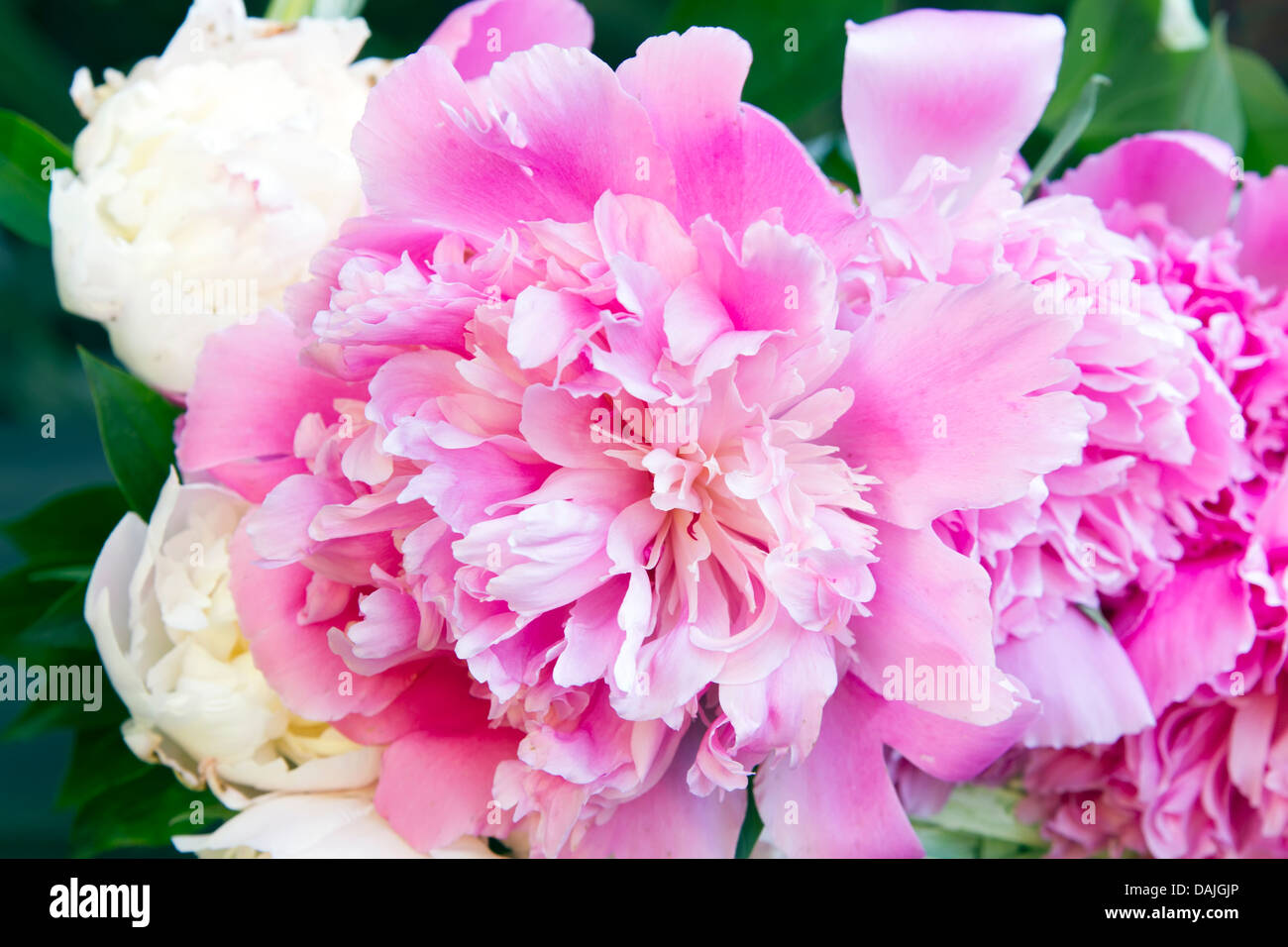 Bouquet von rosa Pfingstrosen, Nahaufnahme Stockfoto