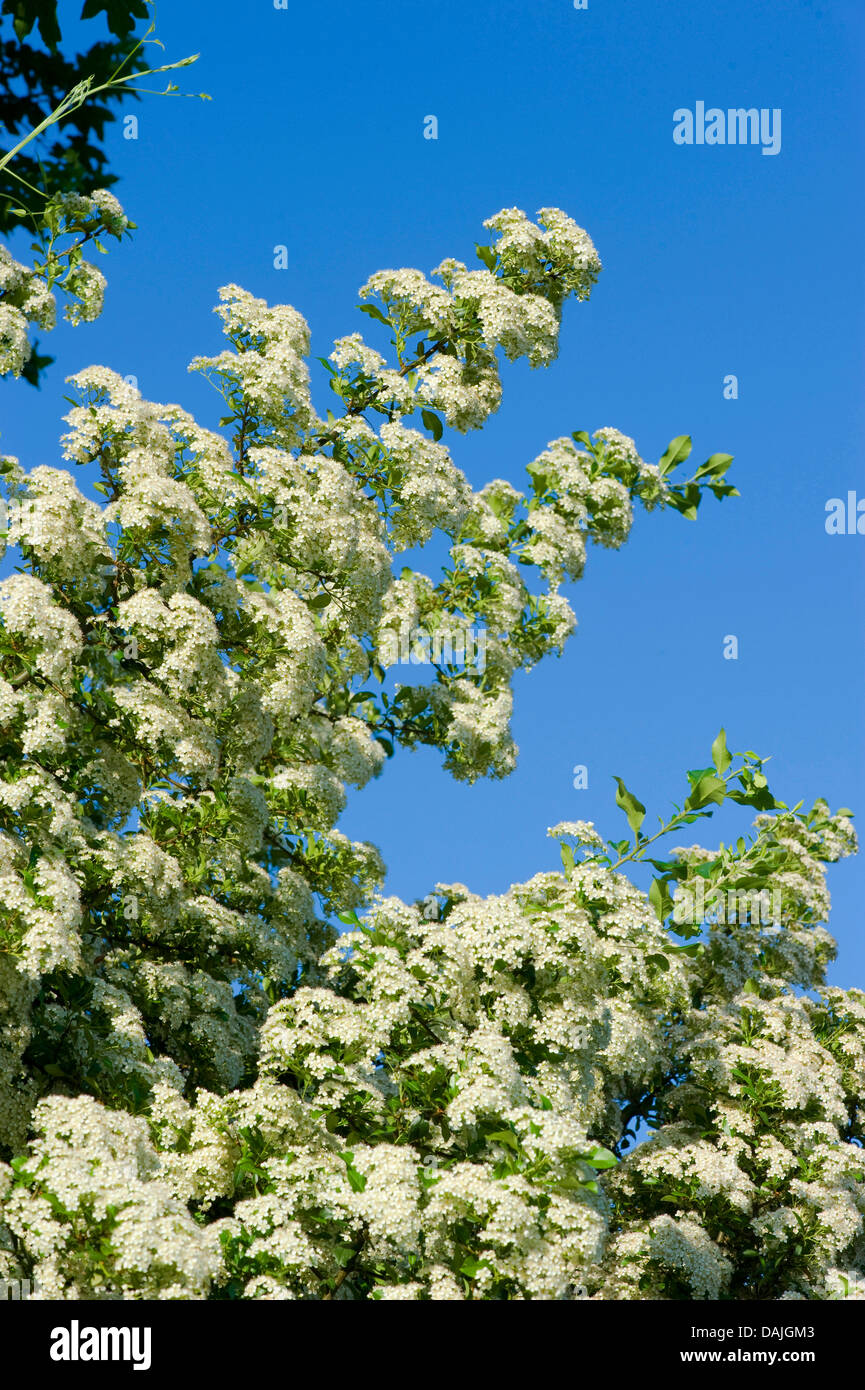 Feuer-Thorn, scarlet Firethorn, brennenden Dornbusch (Pyracantha Coccinea), blühender Zweig Stockfoto