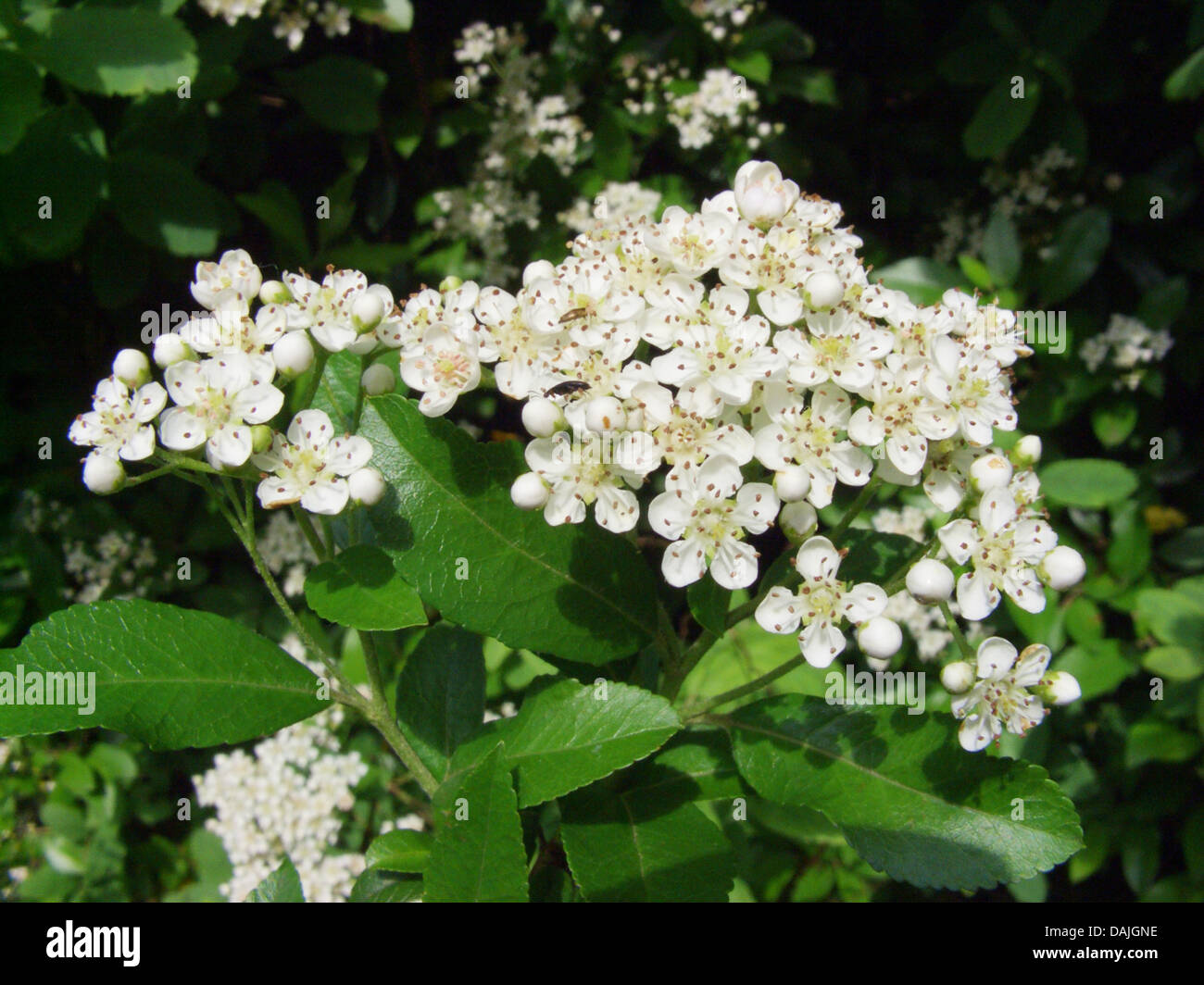 Feuer-Thorn, scarlet Firethorn, brennenden Dornbusch (Pyracantha Coccinea), blühen Stockfoto