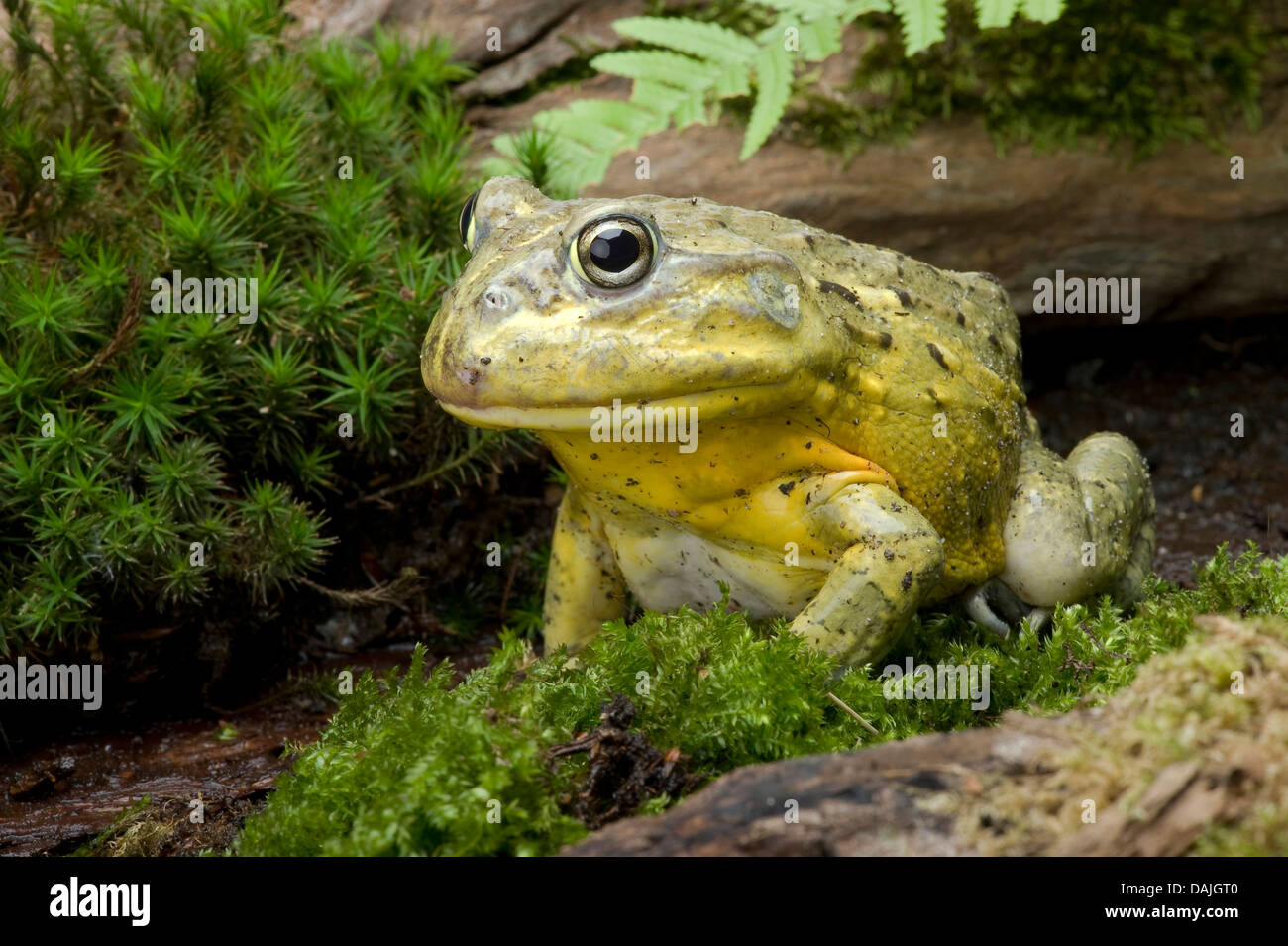 Tschudi der afrikanische Ochsenfrosch, Gaint Bull Frog, afrikanische Ochsenfrosch (Pyxicephalus Adspersus, Afrikanischer Grabfrosch), auf Moos Stockfoto