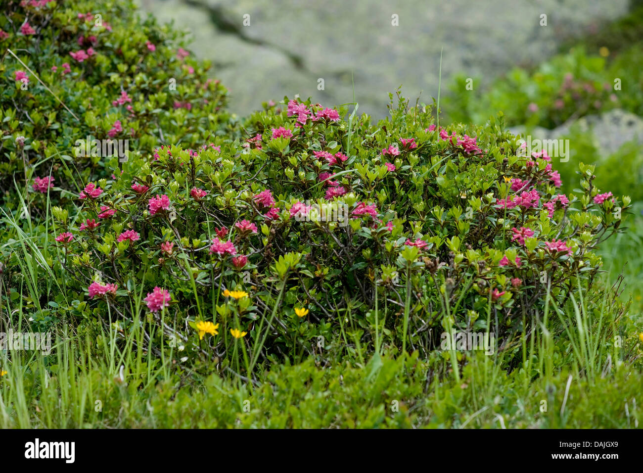 rhododendron bloom Bloombux® Magenta Rhododendron main image 0