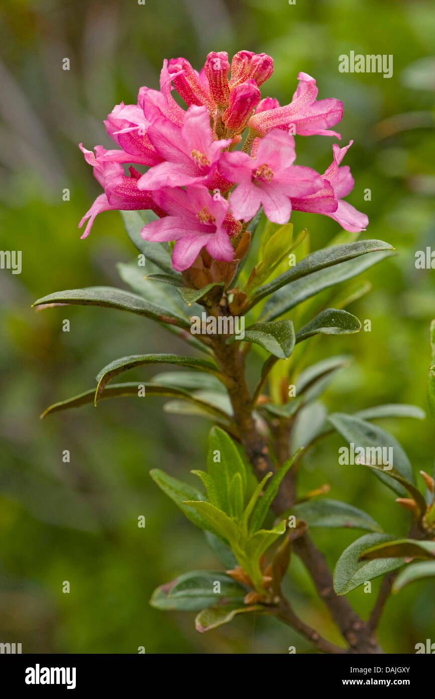 Rost-leaved Alpenrose (Rhododendron Ferrugineum), blhen, Schweiz  Stockfotografie - Alamy