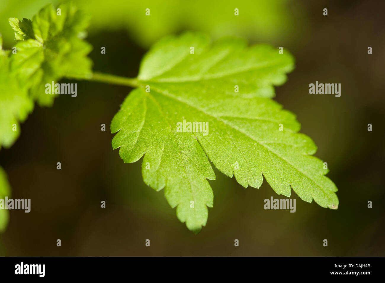 Alpenjohannisbeere (Ribes Alpinum), Blatt, Deutschland Stockfoto