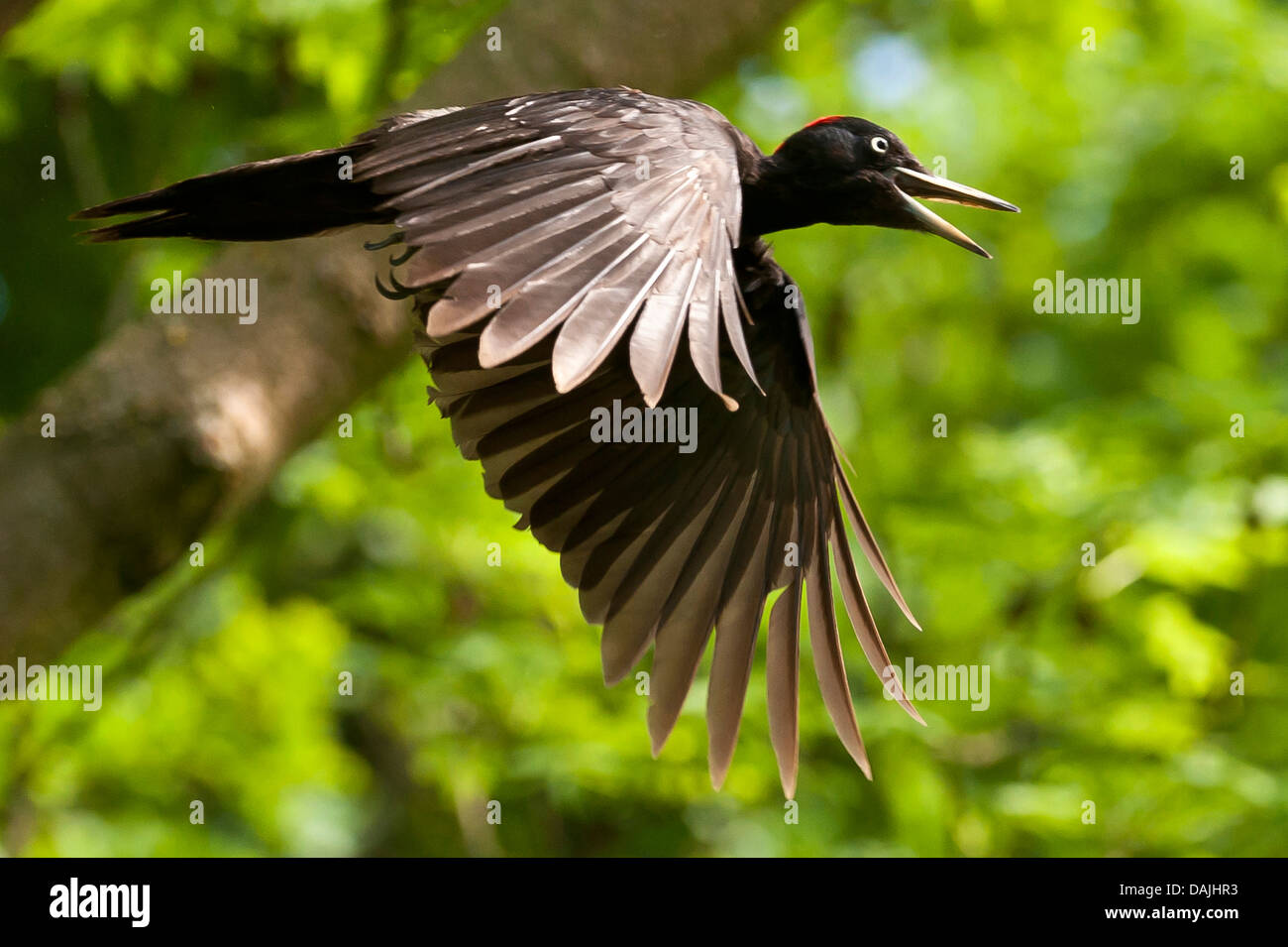 Schwarzspecht (Dryocopus Martius), weiblicher im Flug, Deutschland, Nordrhein-Westfalen Stockfoto
