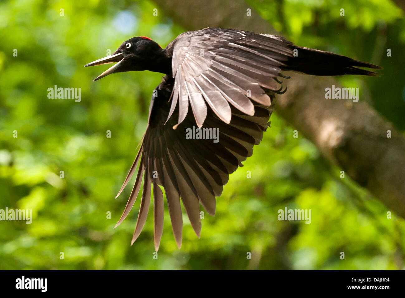 Schwarzspecht (Dryocopus Martius), weiblicher im Flug, Deutschland, Nordrhein-Westfalen Stockfoto