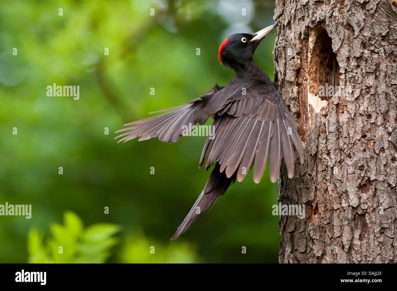 Schwarzspecht (Dryocopus Martius), männliche Landung auf die Verschachtelung Loch, Deutschland, Nordrhein-Westfalen Stockfoto