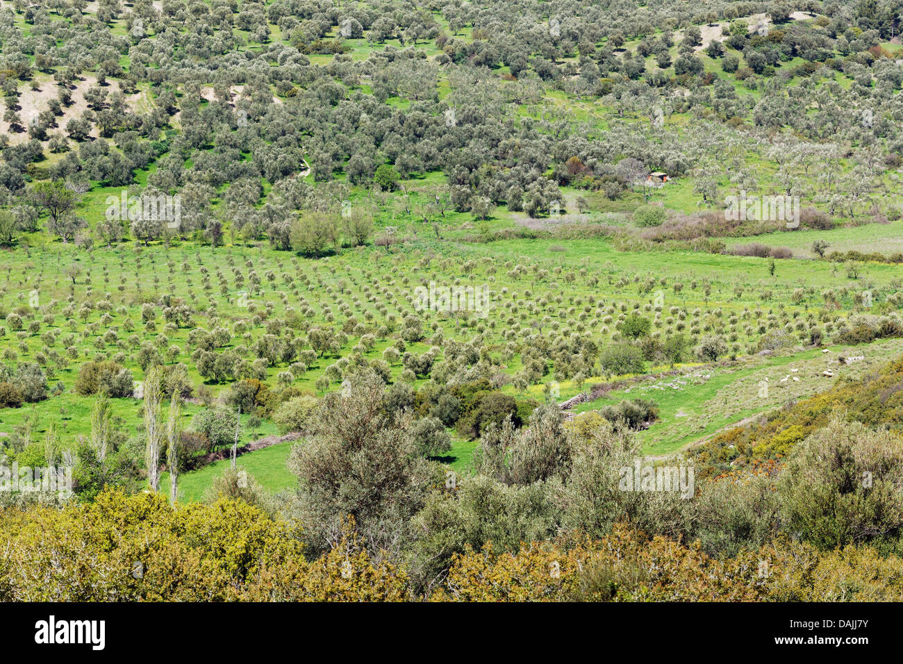 Türkei, Bäume Olive in der Nähe von Gülpnar Stockfoto