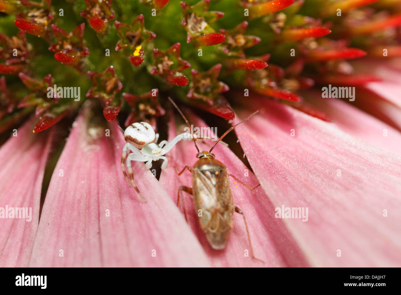 Blume Krabben Spinnen (Misumena spec.), Krabbenspinne und Bug auf einer Echinacea Blume, Deutschland, Bayern Stockfoto