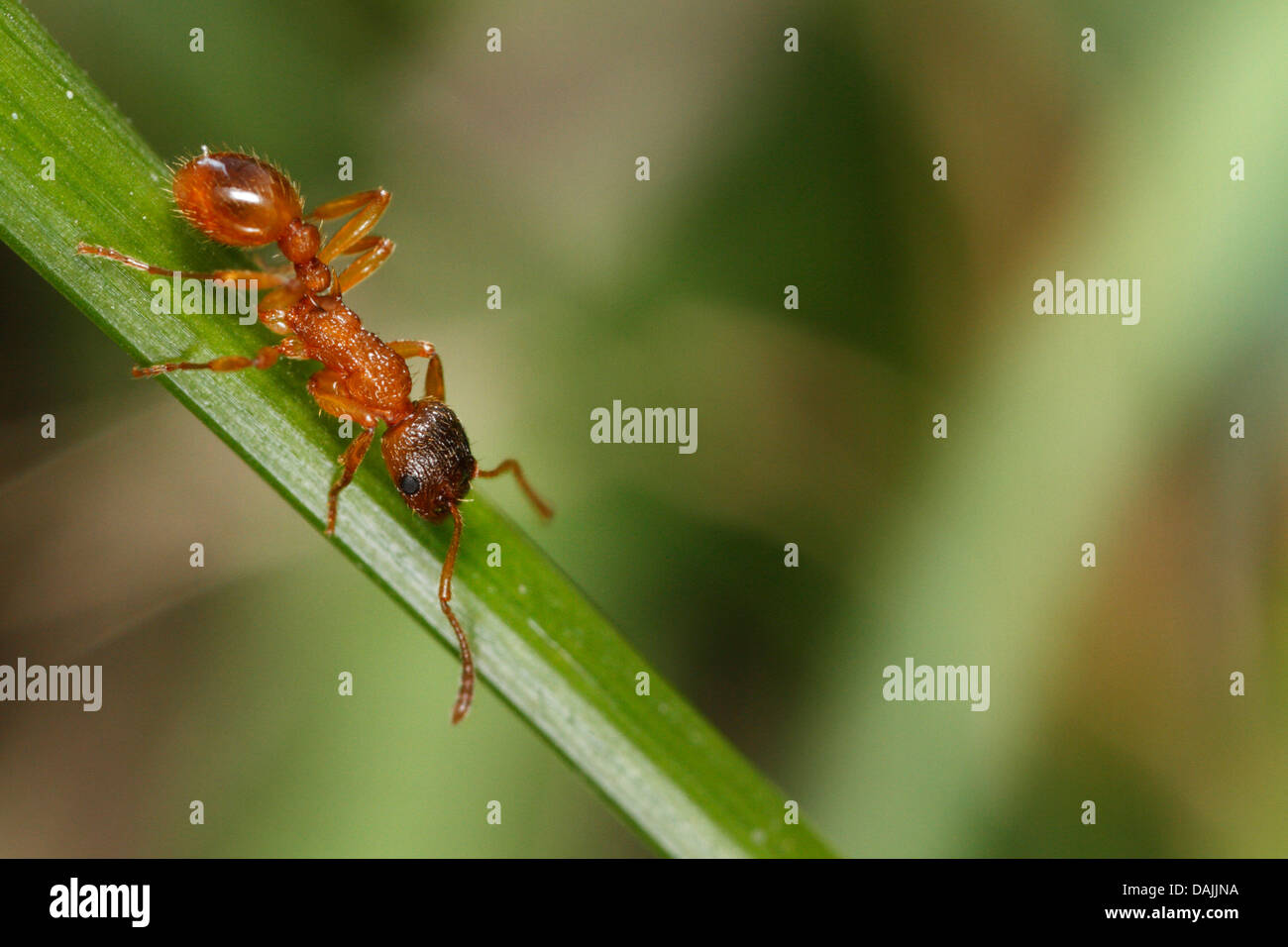 rote Myrmicine Ameise, rote Ameise (Myrmica Rubra), auf einem Rasen Blatt, Deutschland, Bayern Stockfoto