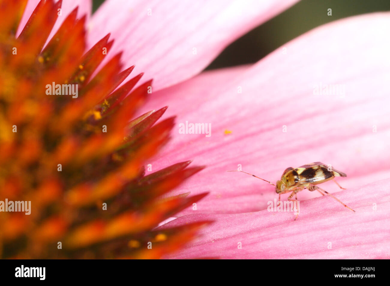 Mirid, Pflanze Bug (Miridae), Pflanze-Fehler auf einem Echinacea Blume, Deutschland, Bayern, Eckental Stockfoto