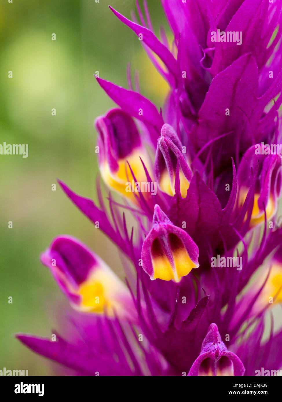Ackerwachtelweizen (Melampyrum Arvense), Makro-Aufnahmen von Blumen, Deutschland, Bayern Stockfoto