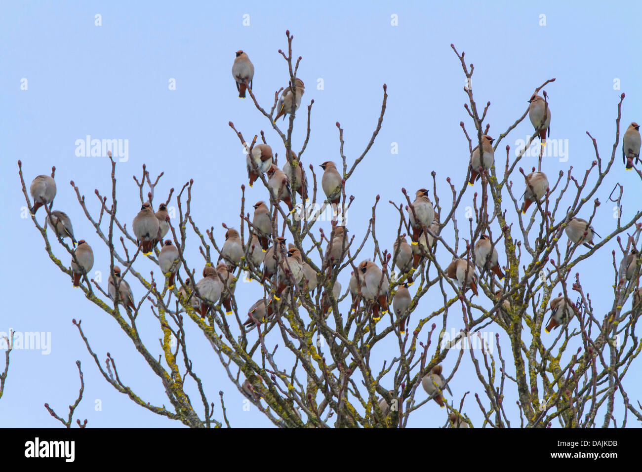 Böhmische Seidenschwanz (Bombycilla Garrulus), Herde sitzen in einer Kastanie, Deutschland, Bayern Stockfoto