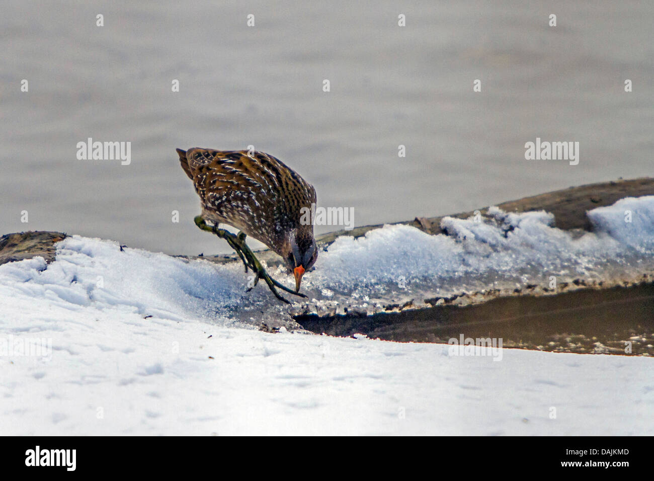 Spotted Crake (Porzana Porzana), auf eine Seepromenade Fütterung auf Winter Schnaken, Deutschland, Bayern, See Chiemsee Stockfoto
