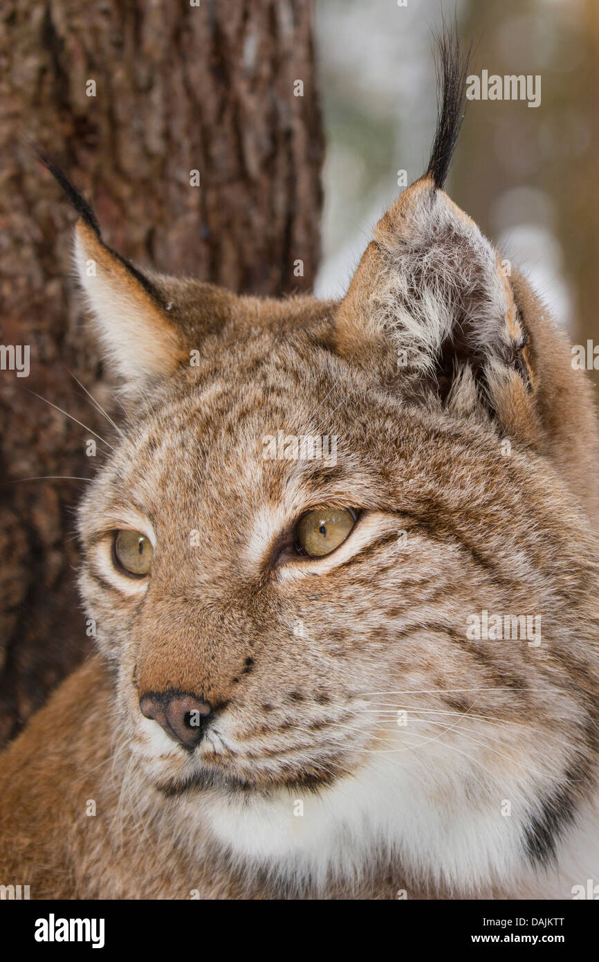 Rotluchs (Lynx Rufus), portrait Stockfoto