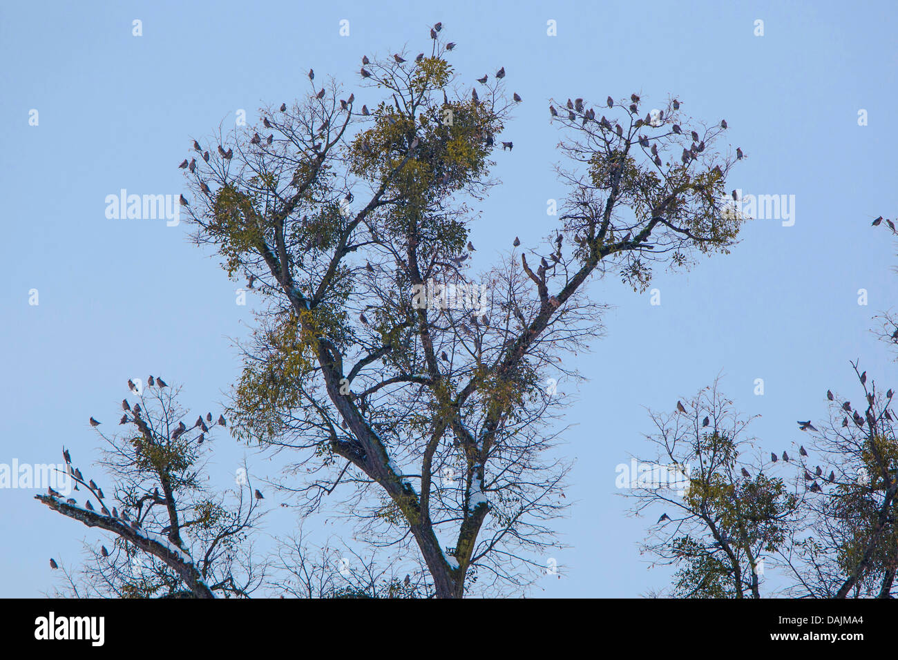 Böhmische Seidenschwanz (Bombycilla Garrulus), strömen an einem Baum mit Misteln, Deutschland, Bayern Stockfoto