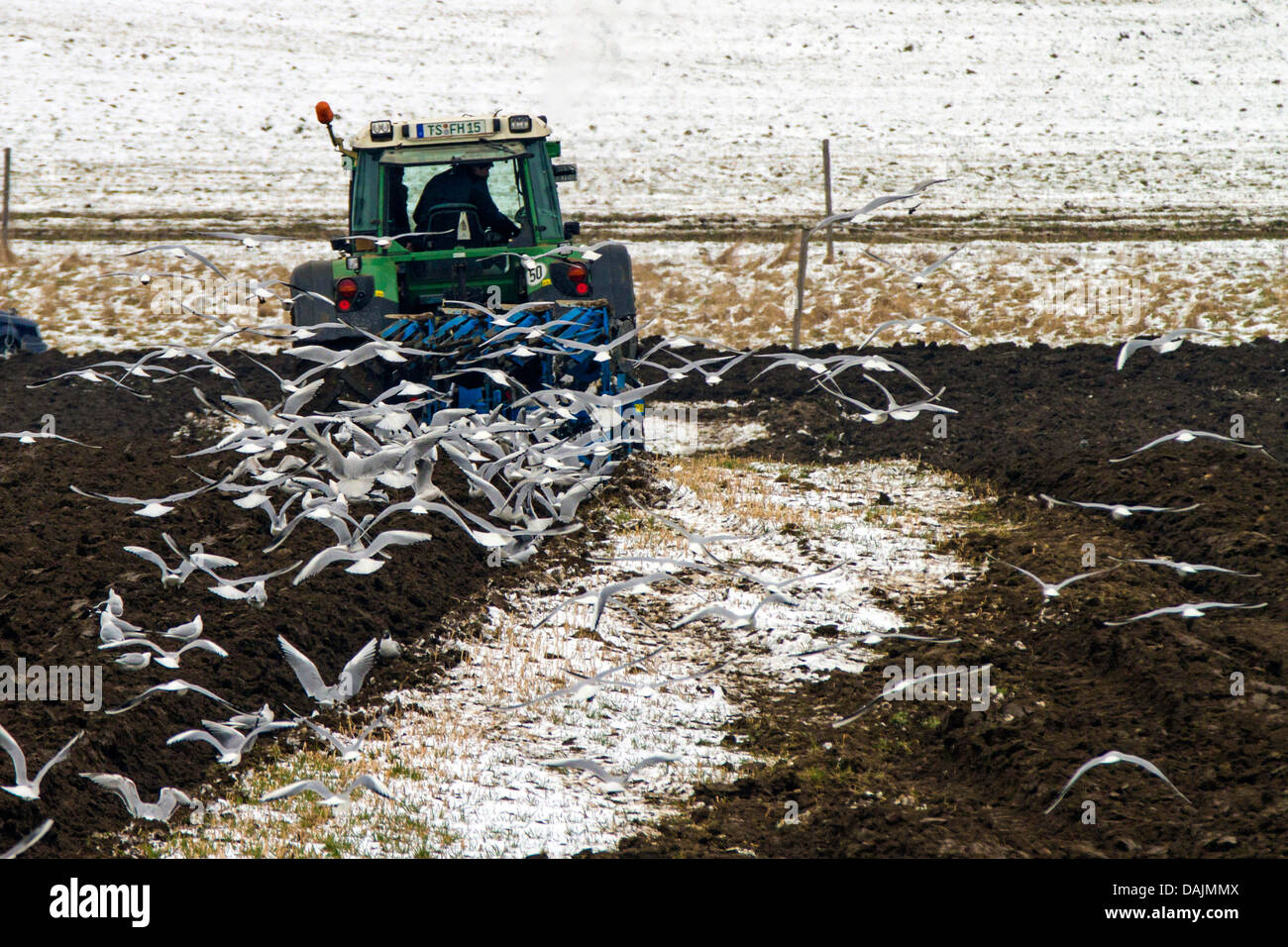 Lachmöwe (Larus Ridibundus, Chroicocephalus Ridibundus), in Scharen fliegen hinter einem Pflügen Traktor, Deutschland, Bayern Stockfoto