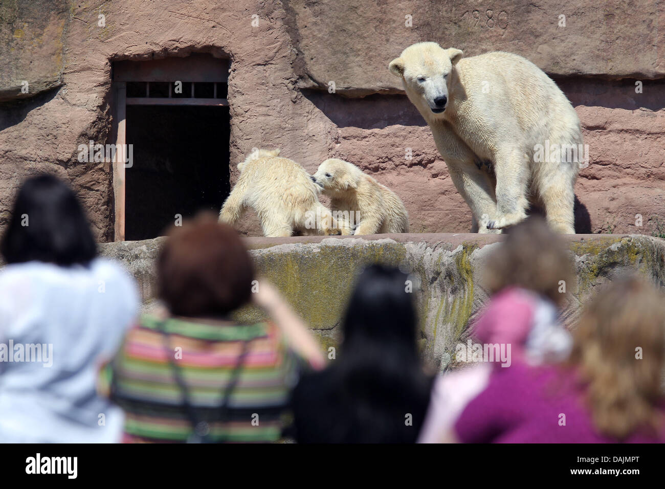 Eisbär Zwillinge Aleut und Gregor spielen neben ihrer Mutter Vera am Tierpark in Nürnberg, 20. April 2011. Die beiden jungen sind die neueste Attraktion in Nürnberg. Der Zoo erwartet daher eine große Anzahl von Besuchern auf das Osterwochenende. Foto: Daniel Karmann Stockfoto