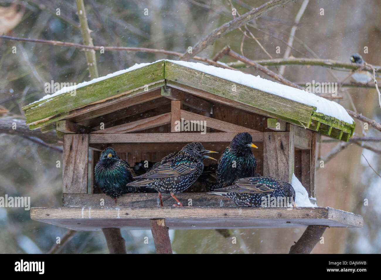 gemeinsamen Star (Sturnus Vulgaris), eine Reihe von Stare suchen Futter im Schnee bedeckt Vogelhaus, Deutschland, Bayern Stockfoto