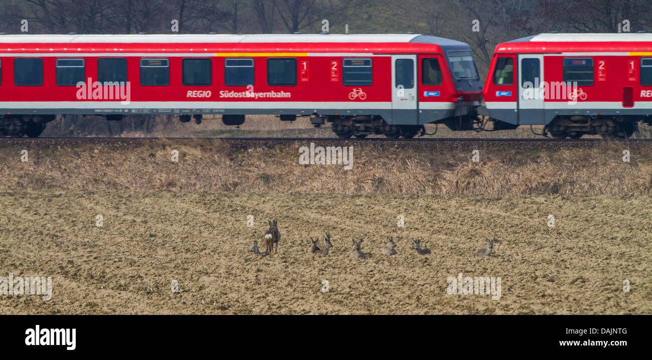 Reh (Capreolus Capreolus), Gruppe ruht auf einem Feld vor einem vorbeifahrenden Zug, Deutschland, Bayern Stockfoto