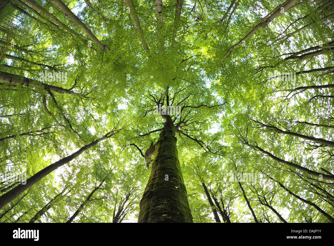 (DATEI) Eine Archivfoto vom 4. September 2010 zeigt Rotbuche Bäume im Steigerwald Naturpark in der Nähe von Ebrach, Deutschland. Seit Jahren tobt ein Streit über die Pläne für einen Nationalpark Steigerwald. Eines ist unbestritten: Steigerwalds Buche Landschaft ist eine weltweite Rarität. Greenpeace würde gerne die gemeinsame Buchenwälder in Deutschland zu schützen, durch die Schaffung von zehn neuen Nationalpark Stockfoto