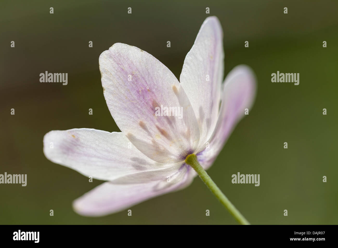 Deutschland, Thüringen, Buschwindröschen Blume, Nahaufnahme Stockfoto