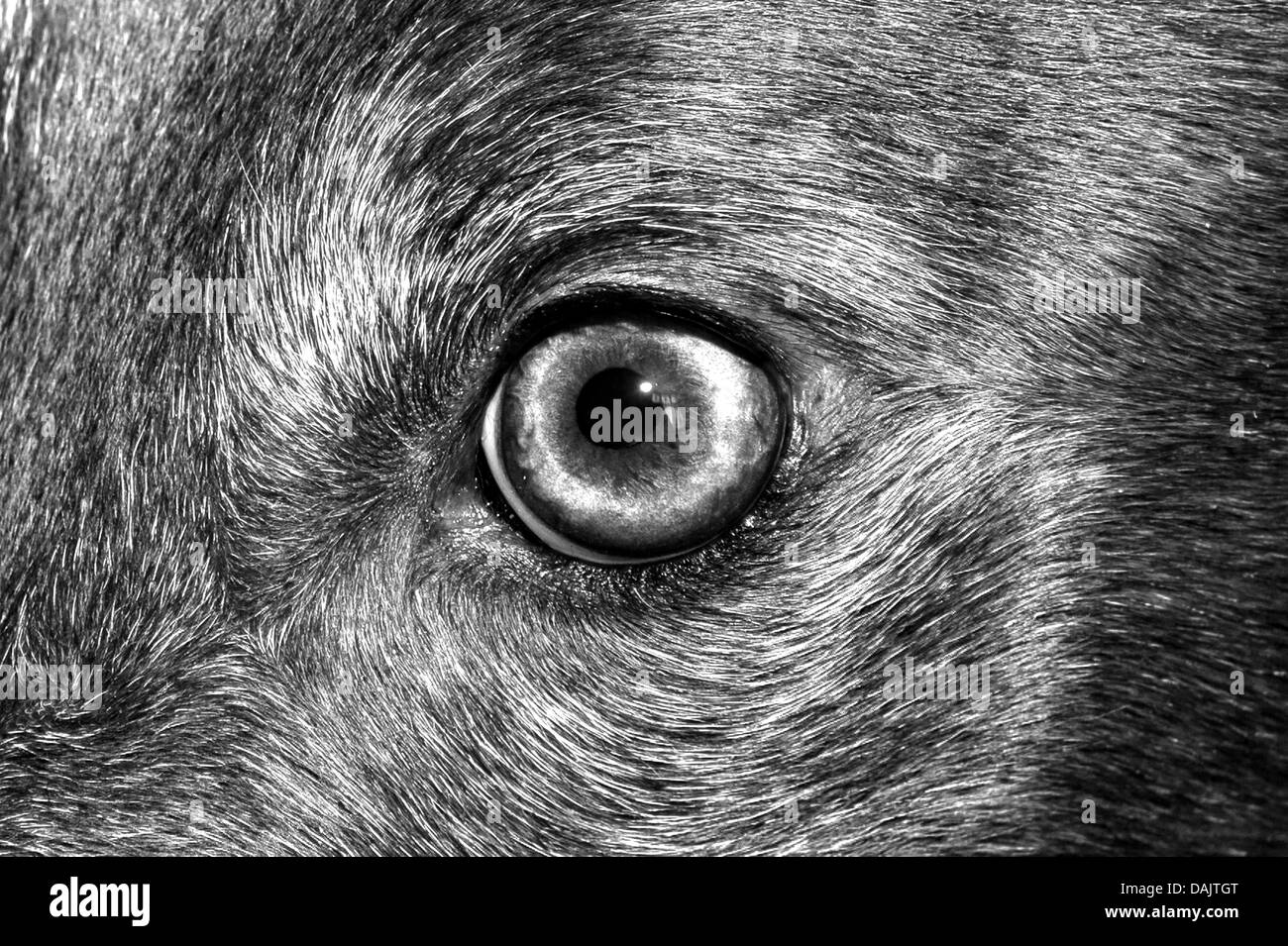 Schuss des Auges von einem Windhund zu schließen.  Bild wurde auf B&W bearbeitet. Stockfoto
