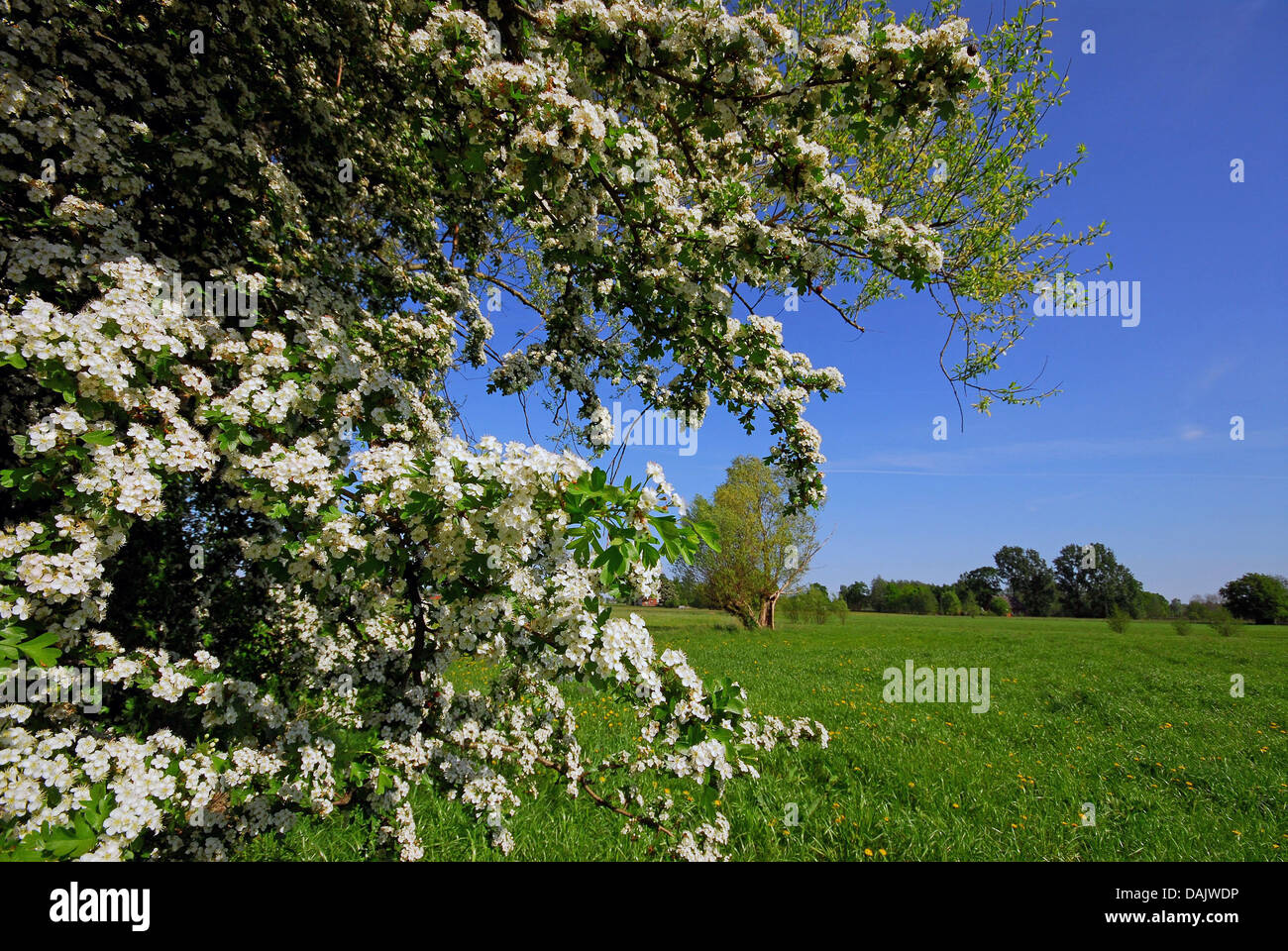 gemeinsamen Weißdorn, Singleseed Weißdorn, englische Weißdorn (Crataegus Monogyna), blühen am Rand einer Wiese, Deutschland, Nordrhein-Westfalen Stockfoto