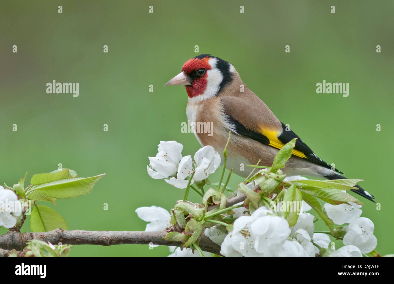 Stieglitz (Zuchtjahr Zuchtjahr), männliche thront auf einem blühenden Kirschbaum Ast Stockfoto