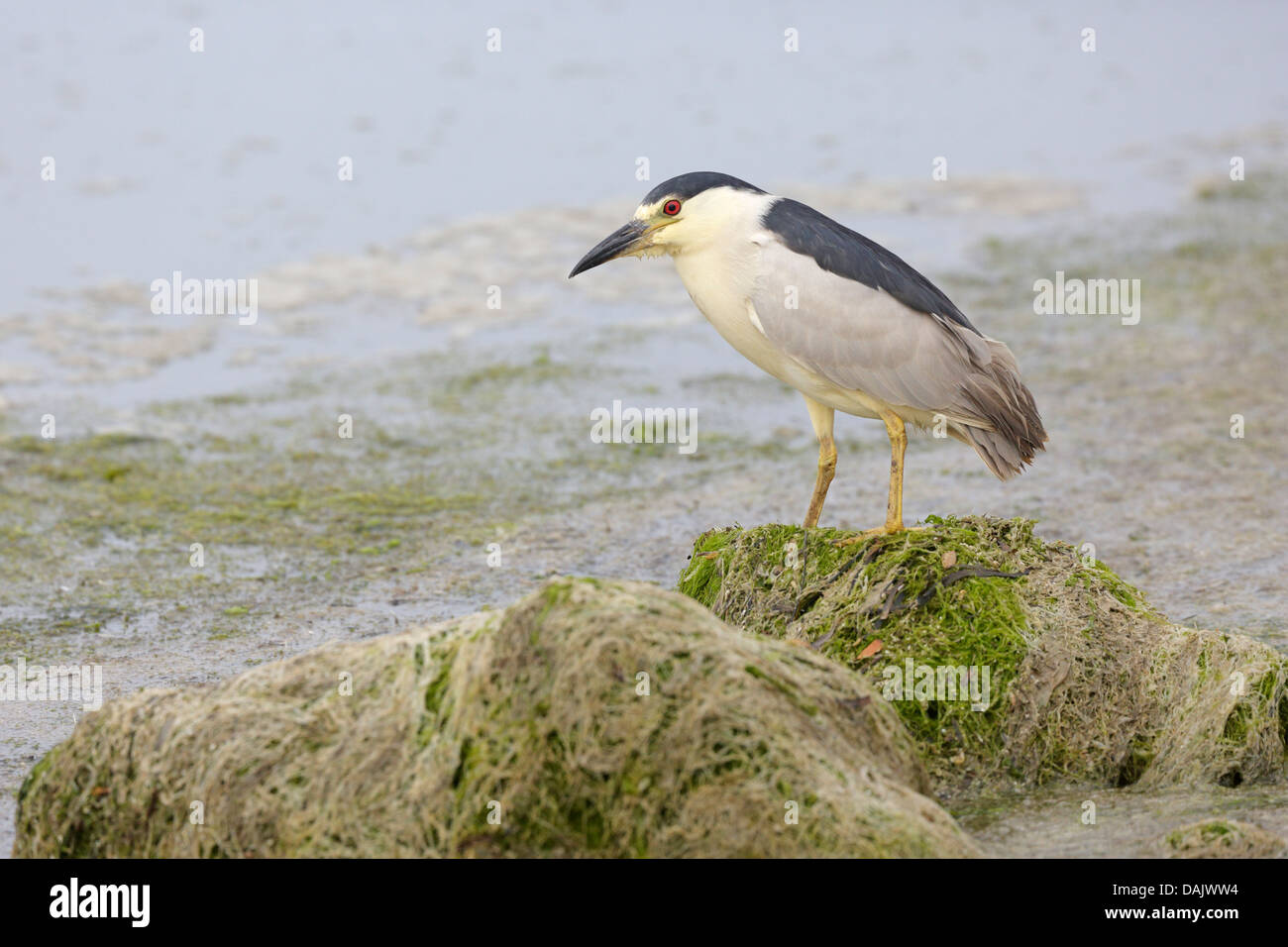 Erwachsene schwarz gekrönt Nachtreiher Stockfoto
