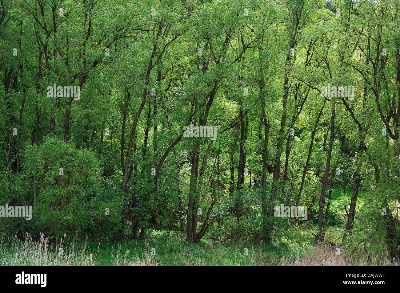 Trunk alder tree alnus glutinosa -Fotos und -Bildmaterial in hoher ...