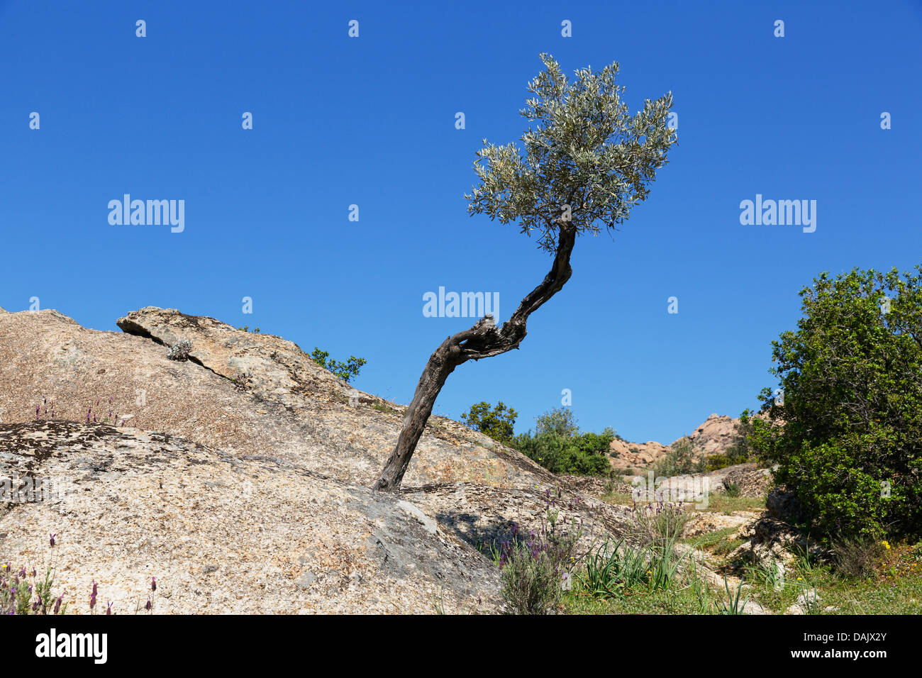 Olive Tree (Olea Europaea) in Felsen wachsen Stockfoto